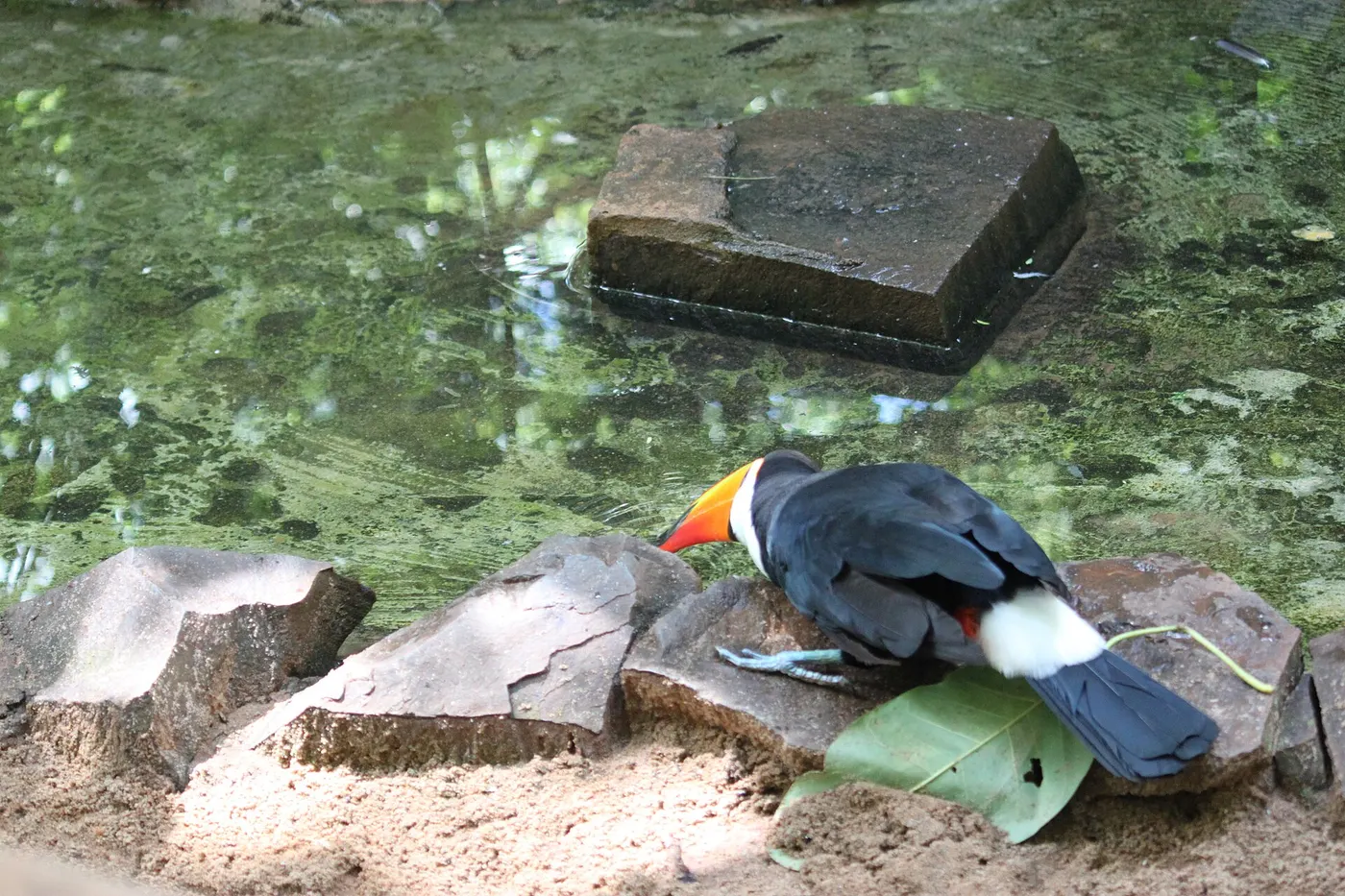Parque das Aves, Foz do Iguaçu, photo 1 of 6